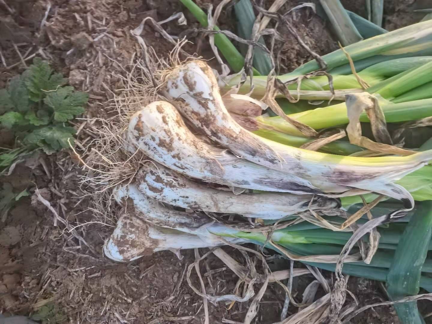 长白大葱，鸡腿大葱，葱头大，葱头白，也像鸡腿，质量好