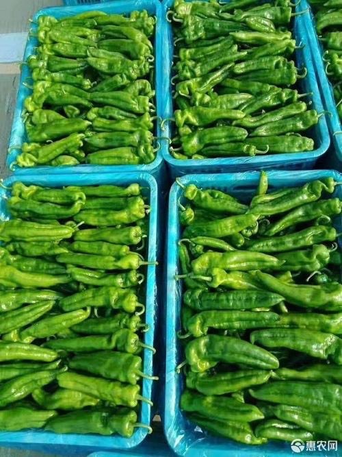 青泡椒  301鲜辣椒 诚信代办 产地直销 物美价廉 可视频