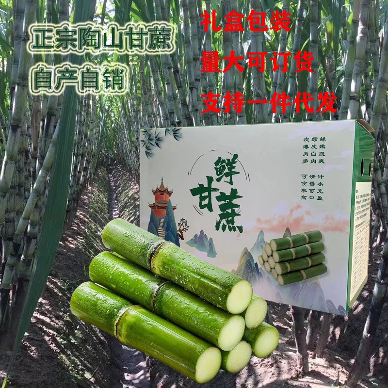 陶山甘蔗 陶山果蔗自产自销 青皮甘蔗温州正宗陶山甘蔗