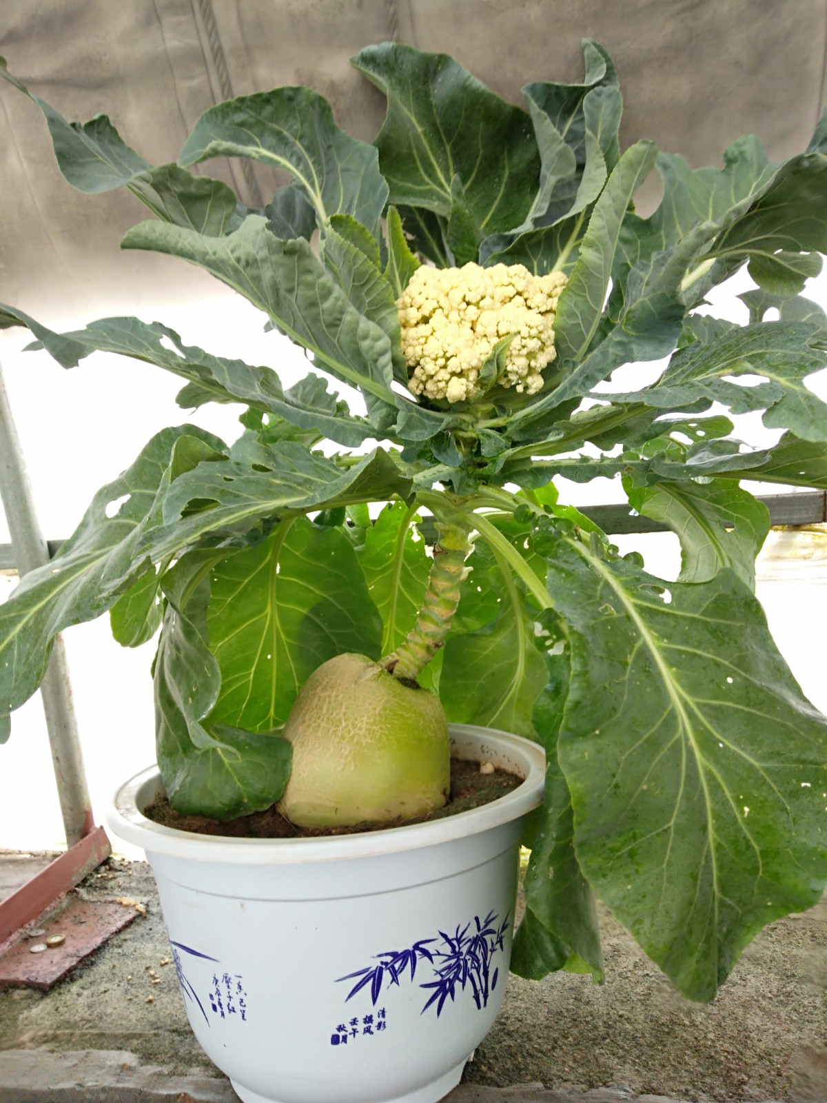 常年出售各种蔬菜苗，西瓜苗，甜瓜苗。