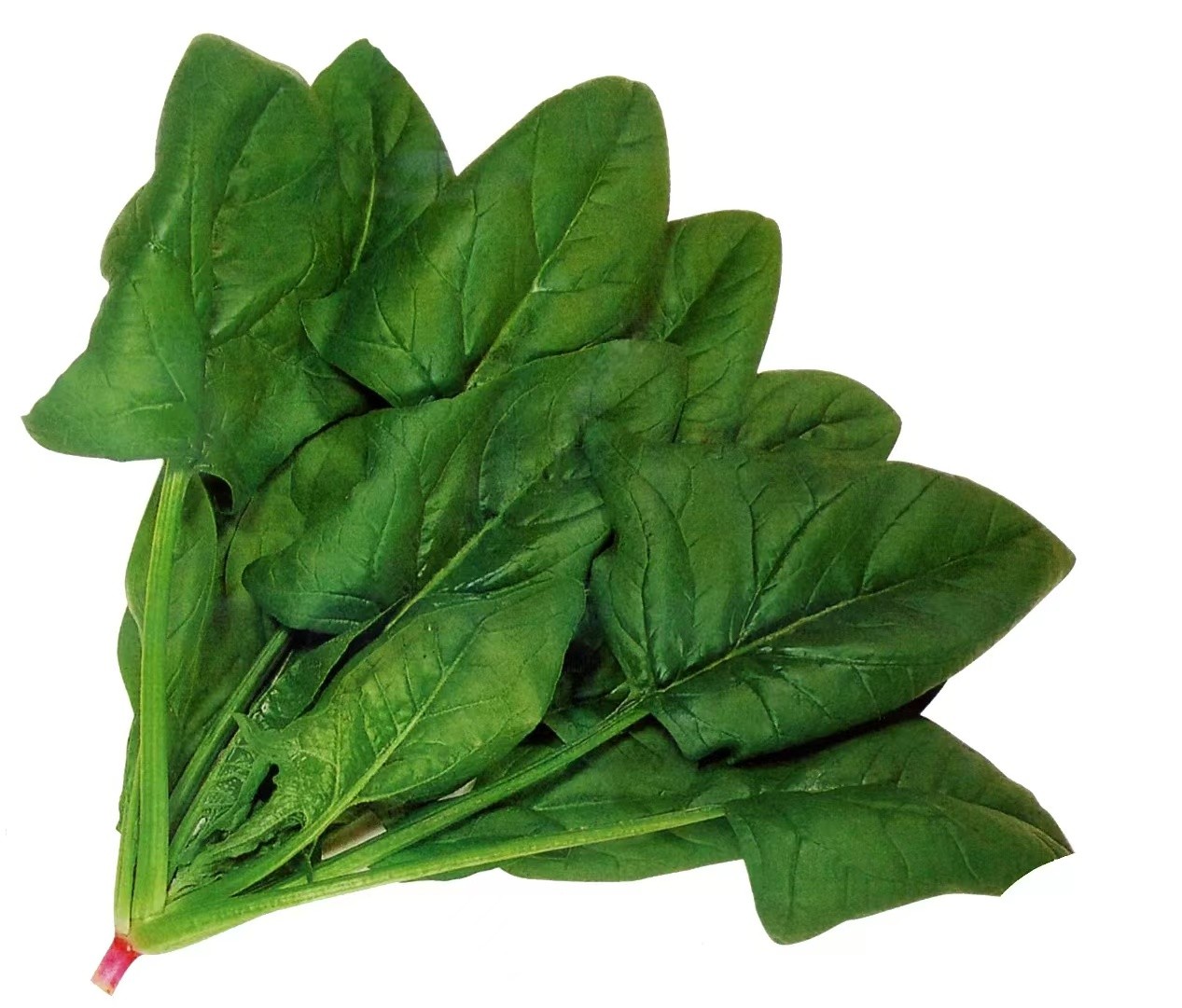 菠菜