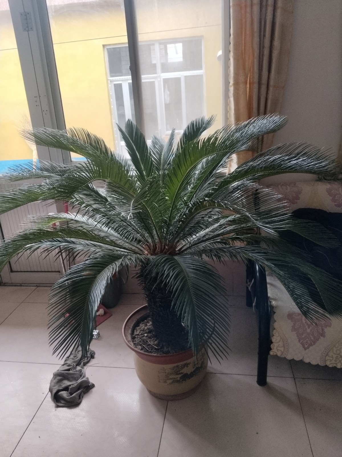 铁树
