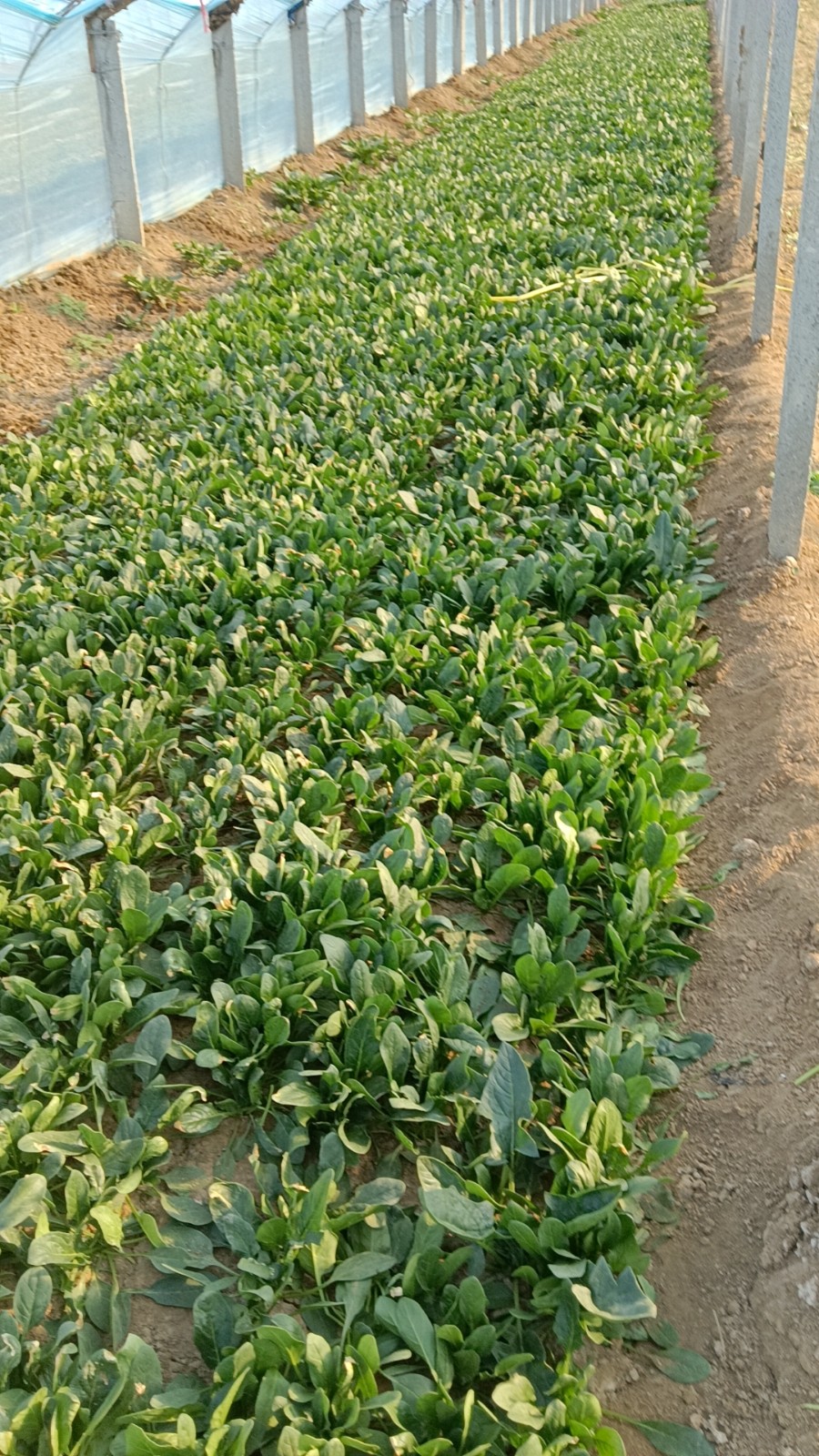 滨州市惠民县麻店镇菠菜