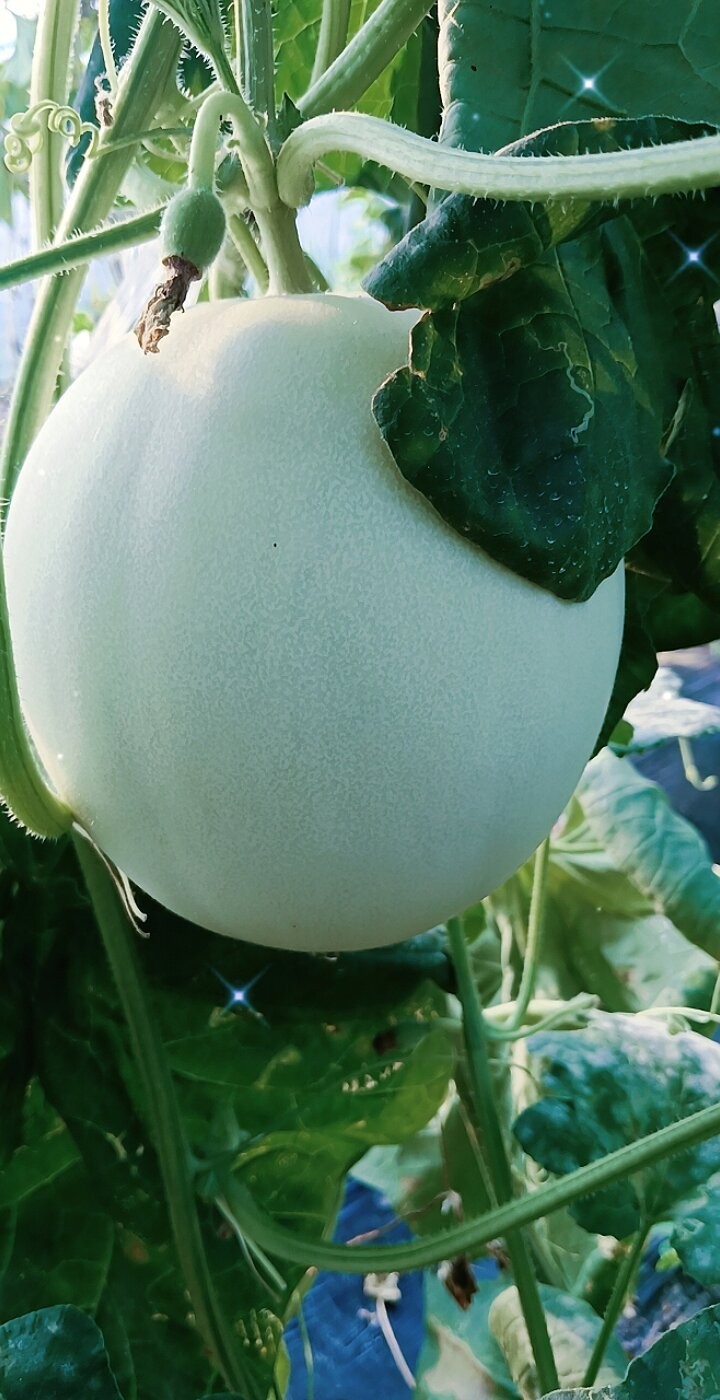 玉菇甜瓜