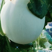 玉菇甜瓜
