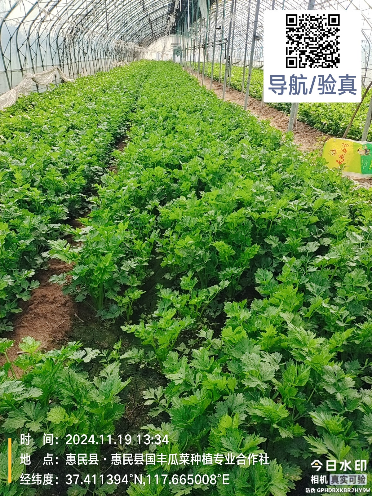 瓜果蔬菜种苗