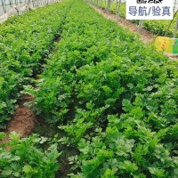 瓜果蔬菜种苗