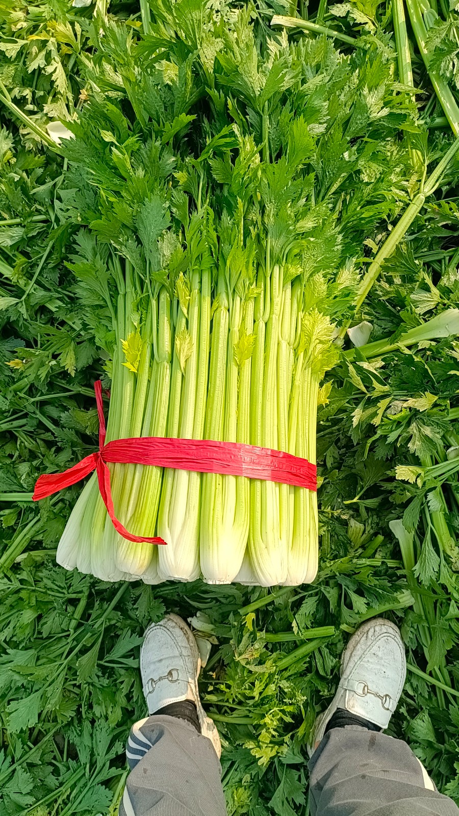 芹菜苗