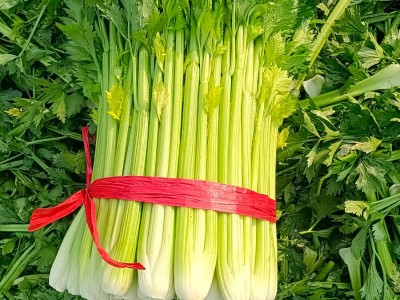 芹菜苗